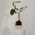 101 Copenhagen - Baburu Bowl, Mini - Birch - Ceramic bowl