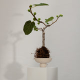 101 Copenhagen - Baburu Bowl, Mini - Birch - Bowl