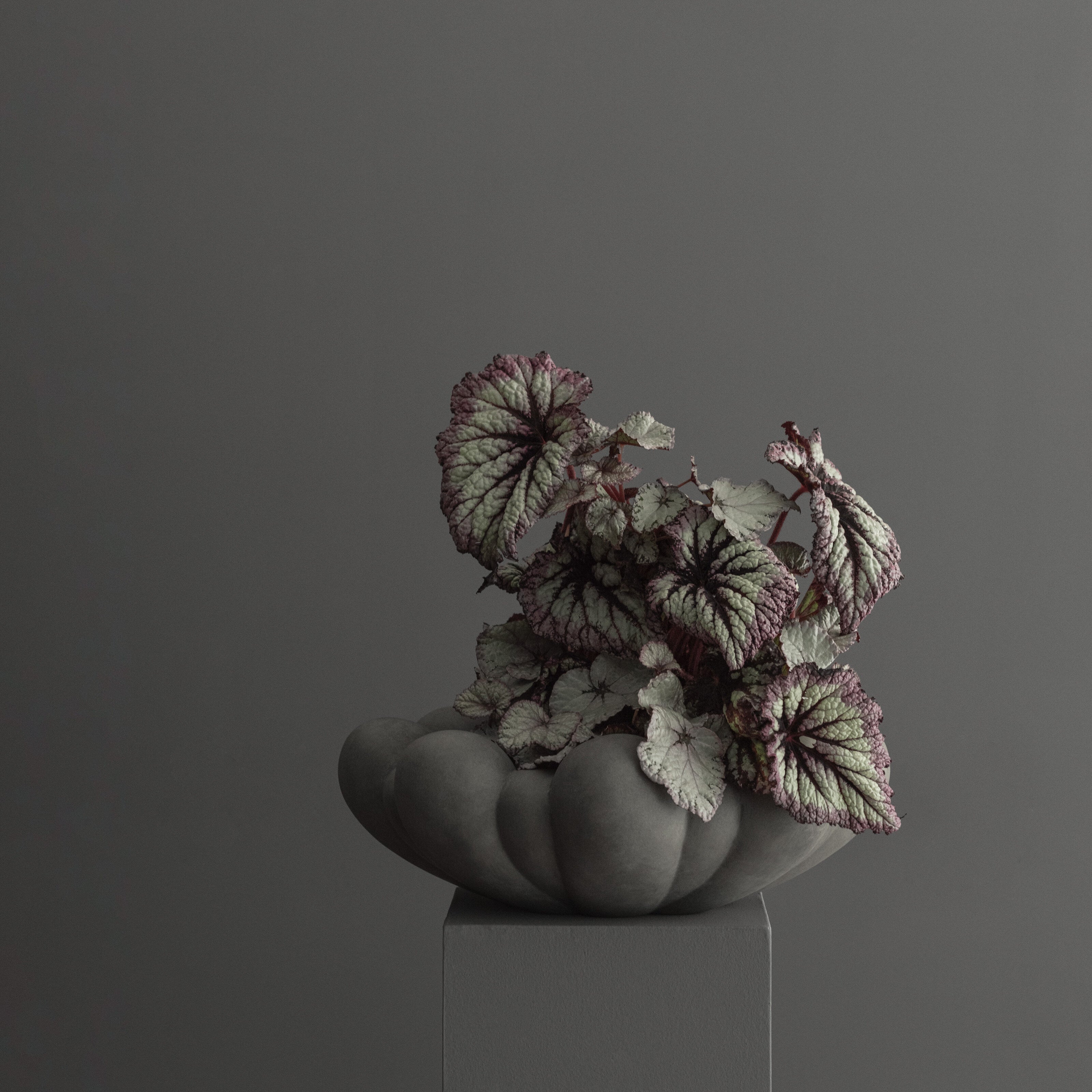 101 Copenhagen - Bloom Tray, Big - Dark Grey - Tray