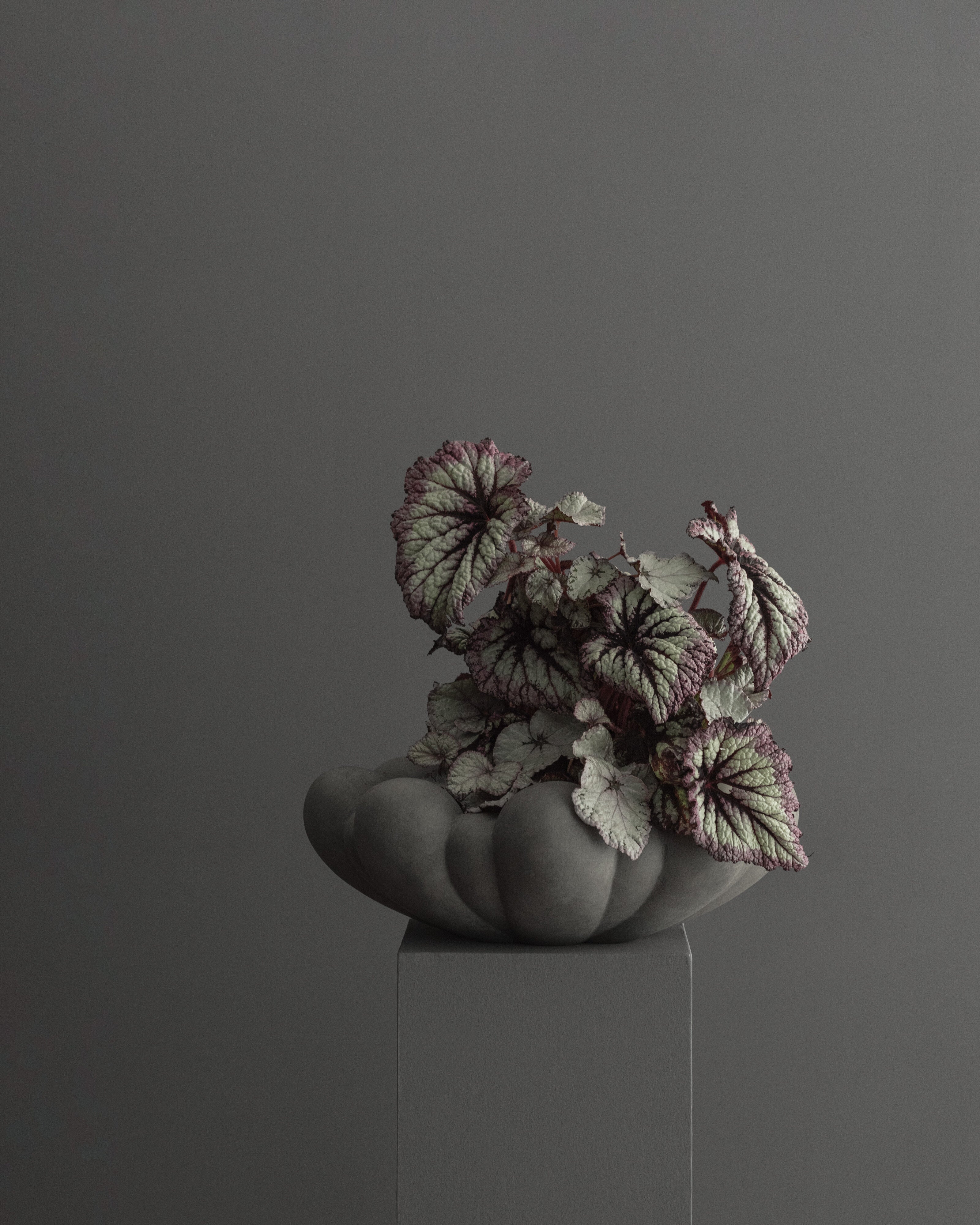 101 Copenhagen - Bloom Tray, Big - Dark Grey - Tray