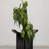 Brutus Stool - Coffee with plants